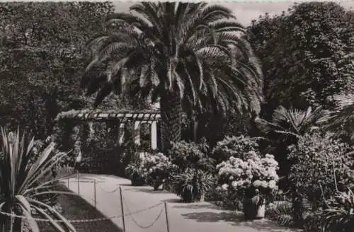 Mainau - Palmenhain - ca. 1960