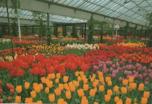 Niederlande - Niederlande - Lisse - Keukenhof - ca. 1985