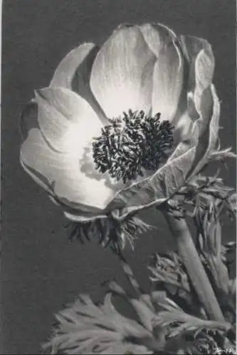 Anemone Blüte