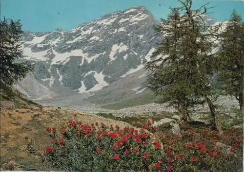 Österreich - Österreich - Bad Gastein - Böckstein, Alpenrosen im Anlauftal - 1965