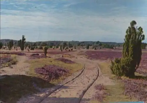 Lüneburger Heide - ca. 1955