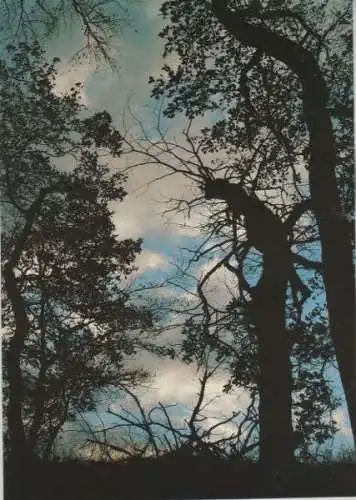 Wald im Gegenlicht