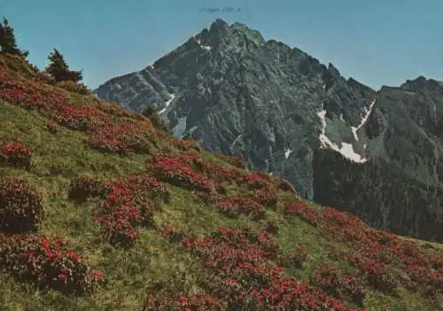 Italien - Italien - Ifinger - Hirzer Hochplateua - ca. 1985