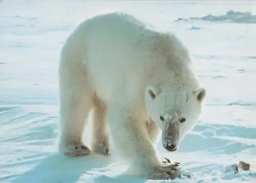 Norwegen - Eisbär - ca. 1985