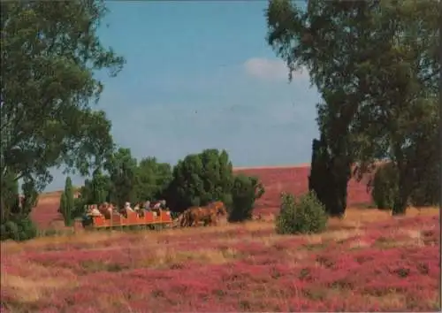 Bispingen-Niederhaverbeck - mit Kutschwagen nach Wilsede - ca. 1985