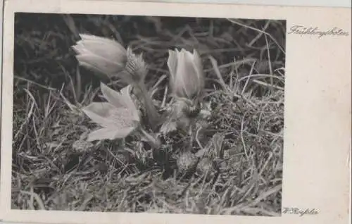 Frühlingsboten - Blumen