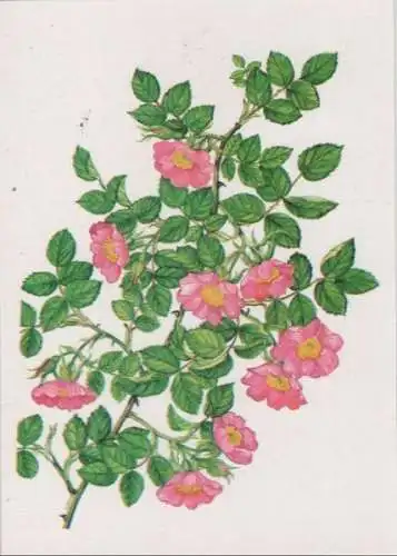 Rosarium Sangerhausen Rosa marginata