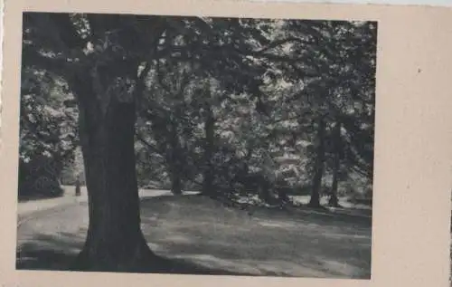 Alter Baum im Park - ca. 1955