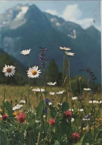 Feldblumen im Gebirge