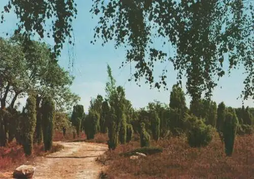 Lüneburger Heide - 1983