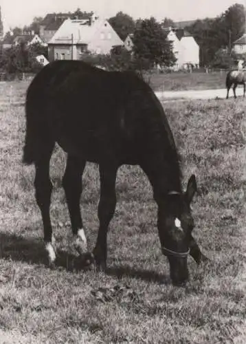 Pferd auf Weide