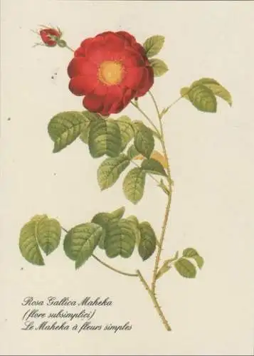 Rosa Gallica Maheka blühend