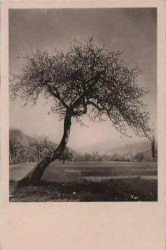 Schiefer Baum neben Straße