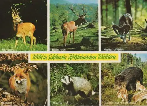 Schleswig-Holstein - Wild in den Wäldern