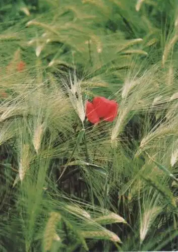 Blüte im Getreide