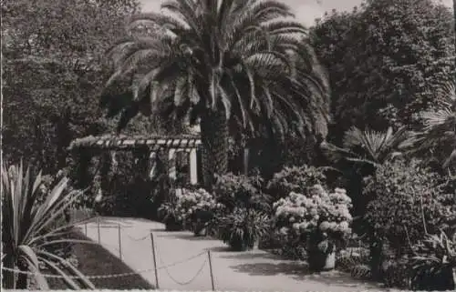 Mainau - Palmenhain - 1954