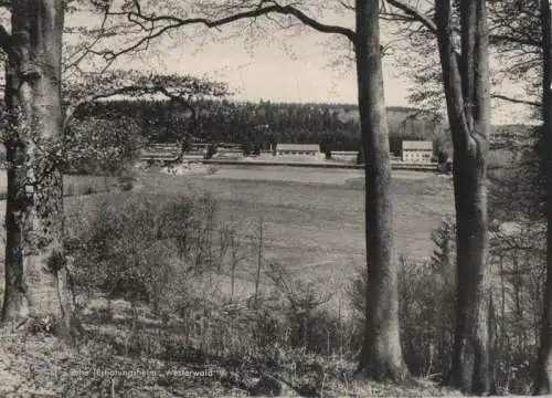 Rehe - aus dem Wald gesehen