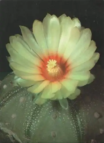 Kaktus blühend - Astrophytum asterias