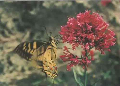 Blüte mit Schmetterling