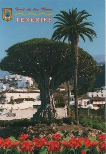 Spanien - Spanien - Teneriffa - Drachenbaum - 2005