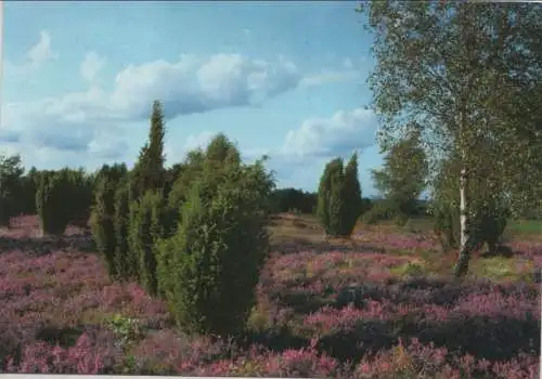 Lüneburger Heide - Heidelandschaft