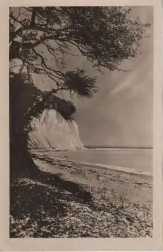 Rügen, Stubbenkammer - Baum