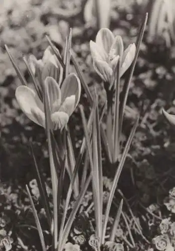 Herzliche Ostergrüße - Blumen