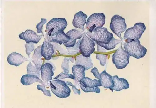 Vanda coerulea Burma