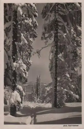 Wald im Winter