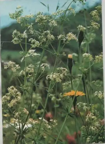 Gemeines oder Wiesen-Labkraut vor Blüte