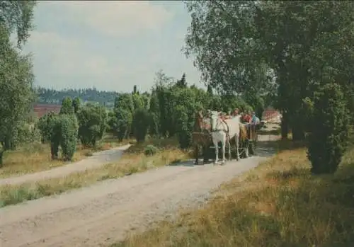 Lüneburger Heide - Ausfahrt in der Heidekutsche - ca. 1975