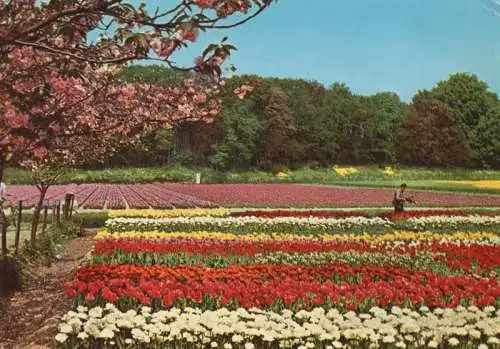 Niederlande - Holland - Niederlande - Blumenland