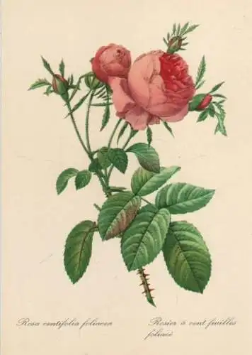 Rosa centifolia foliacea blühend