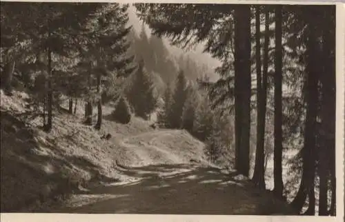 Winterberg-Altastenberg - Waldweg