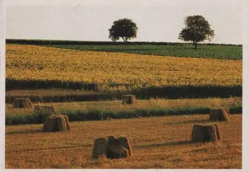 Sonnenblumenfeld Strohballen