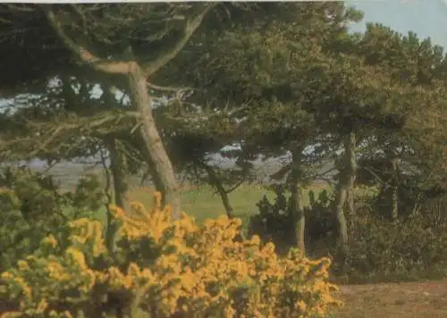 Sylt - Ginsterblüte bei der Vogelkoje