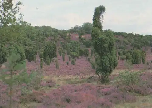 Lüneburger Heide - Wacholder - ca. 1995