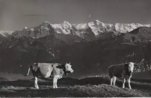 Schweiz - Schweiz - Beatenberg - Auf dem Niederhorn - 1958