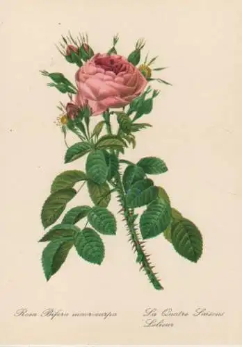 Rosa Bifera macrocarpa blühend