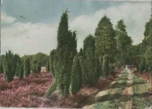 Lüneburger Heide - Wacholder am Waldesrand