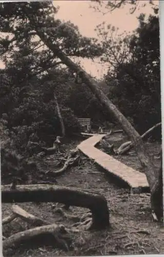 Altenberg, Zinnwald-Georgenfeld - Georgenfelder Hochmoor - 1962