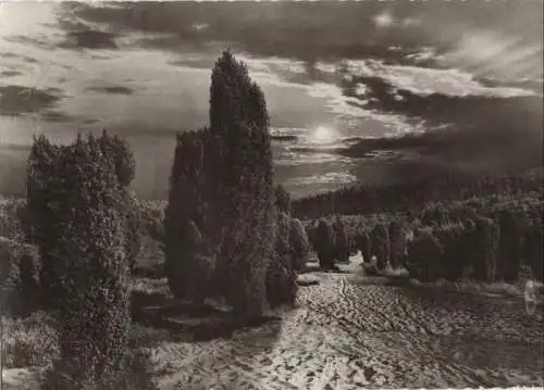 Lüneburger Heide - Abendstimmung