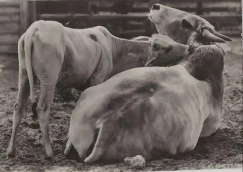 Indisches Zebu von hinten