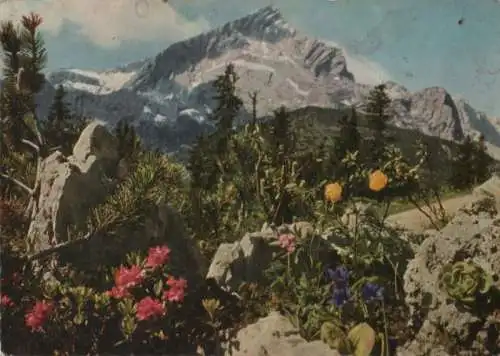 Alpspitze - Flora am Fuße des Berges - 1958