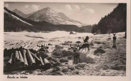 Hirsche im Winter - ca. 1955