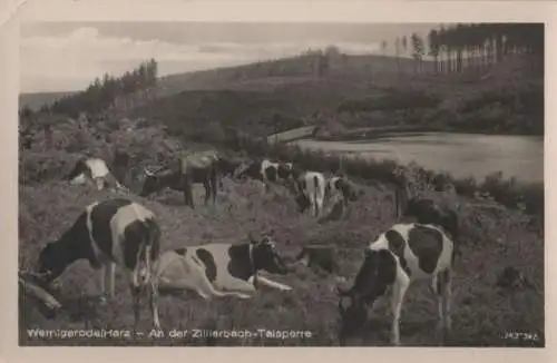 Wernigerode - An der Zillierbach-Talsperre - 1954