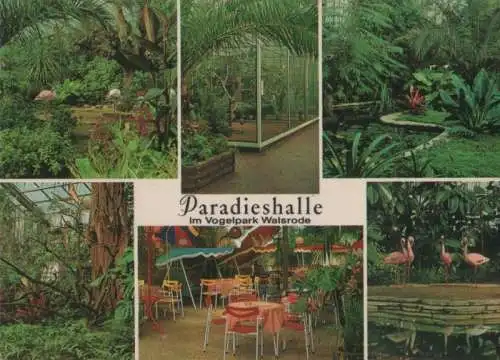 Walsrode - Paradieshalle im Vogelpark - 1971