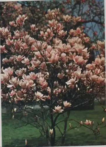 Magnolie Sonderstempel