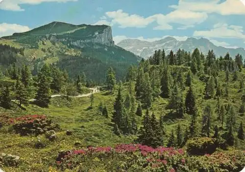 Österreich - Waidring - Österreich - Alpenblumen-Wanderweg