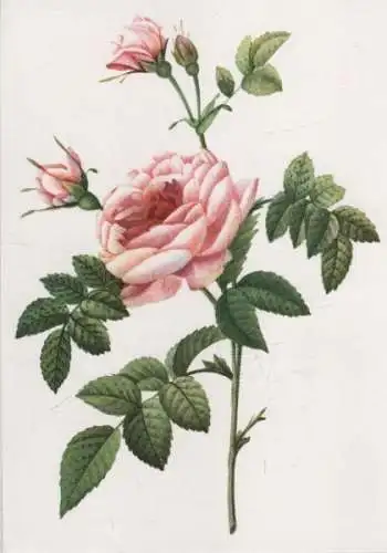 Rosa Inermis Kunstkarte